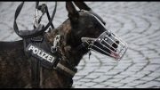 Doku: Polizeihund Ausbildung