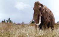 DOKU: Wiedergeburt des Mammuts – DNA ermöglicht Erzeugung eines Klons | Dokumentation 2015 Deutsch