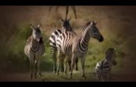 DOKU Zebras auf Wanderschaft Arte Teil 3 von 3