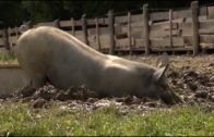 Dokumentation „Schweine für den Müllcontainer“ (2013)