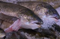 Wie der Fisch auf den Teller kommt | Essgeschichten | SWR Fernsehen Rheinland-Pfalz