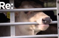 Durstige Kälber: Der Kampf gegen Tiertransporte | ARTE Re: Doku