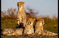 Afrika   Von Bäumen und Tieren  Der Kameldornbaum und der Gepard Doku 720p i