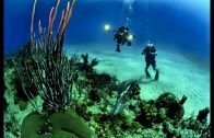 Traumhafte Korallenwelten (Naturfilm, deutsch, Doku über Korallenriffe, Korallen, Naturdoku)