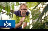 Ein Herz für grüne Patienten: Erste Hilfe vom Pflanzenarzt | NaturNah | NDR Doku
