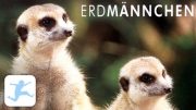 Erdmännchen – Tier-Dokumentation für Kinder, in voller Länge, ganzer Film, deutsch) Kinderfilme
