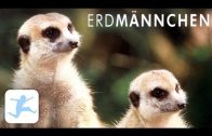 Erdmännchen – Tier-Dokumentation für Kinder, in voller Länge, ganzer Film, deutsch) Kinderfilme