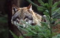 Familie Wolf – Gefährliche Nachbarn? – DOKU -Wie die Wölfe in Niedersachsen leben – längste Version