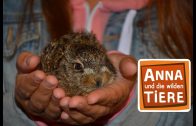 Feldhase und Wildkaninchen  | Reportage für Kinder | Anna und die wilden Tiere