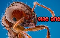 Fire Ants 3D (Doku, deutsch, über Ameisen, Naturdoku, Tierdoku) *ganze Dokus*