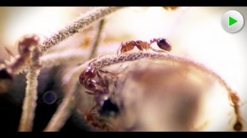 Fire Ants – Die unbesiegbare Armee – Natur Doku in voller Länge I Dokumentarfilm Tiere HD 2018