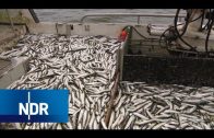 Fischerei: Wenn der Hering kommt | die nordreportage | NDR Doku