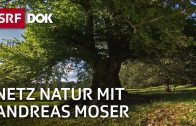 Gefühle und Wahrnehmung bei Pflanzen | NETZ NATUR mit Andreas Moser | Doku | SRF DOK