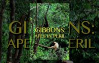 Gibbons: The Forgotten Apes in Peril