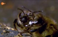 Gigantische Tiermassen   Invasion der Natur   Millionen von Tieren und Insekten   Doku 2017 HD