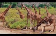Giraffen Die großen Unbekannten Arte Doku 2016 HD