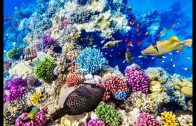 Great Barrier Reef Deutsch – 4K DOKU
