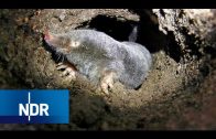 Maulwurf: Quälgeist unter Naturschutz | NaturNah | NDR Doku