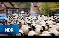 Harz, Ostfriesland, Lüneburger Heide: Viehabtrieb im Norden | die nordreportage | NDR Doku