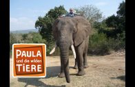 Hoch auf dem Elefanten  | Reportage für Kinder | Paula und die wilden Tiere
