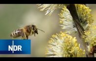Honig: Wirklich so gesund? | 45 Min | NDR Doku