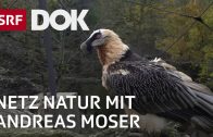 Im Kreis der Bartgeier | NETZ NATUR mit Andreas Moser | Doku | SRF DOK