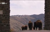 Im Zauber der Wildnis – Yellowstone