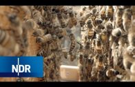 Imkerkurse und Insektenhotels: Von Bienen lernen | NaturNah | NDR Doku