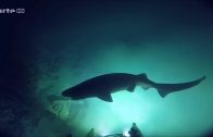 Karibik Doku Tierreich 2018 HD Meeres Dokumentation über Tiere & Pflanzen