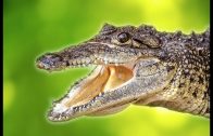 Königreich der Alligatoren (Tierfilm Krokodile, Tierdoku für Kinder, Schulfilm, Lehrfilm, deutsch)