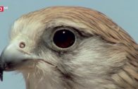 3Sat Doku  –  Helden der Evolution (3/3): Vögel