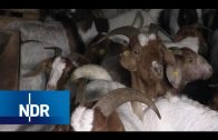 Bauernhof: Ziegen zählen in der Lüneburger Heide | Hofgeschichten | NDR Doku