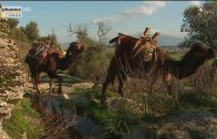 Lastentier und Luxusschlitten – Kamele in der Türkei