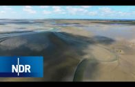 Lebensraum im ständigen Wandel: Das Wattenmeer | Wie geht das? | NDR Doku