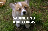 Leidenschaftliche Corgi-Züchterin Sabine | SWR Doku