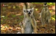 Madagaskar HD Tier & Natur Doku 2016