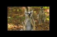 Madagaskar HD Tier vesves Natur Doku 2016
