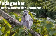 Madagaskar In den Wäldern der Lemuren – in HD Tier & Natur Doku