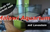 Malawi Aquarium mit Lavastein – Aufbaudoku