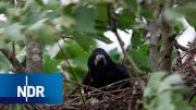 Mensch und Natur: Raben und Krähen im Norden | NDR Doku | DIE REPORTAGE