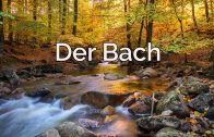 Der Bach – das übersehene Naturparadies? Doku Natur I BR natur exclusiv