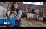 Bauernhof: Gesundheitscheck für fast 200 Ziegen | Hofgeschichten | NDR Doku