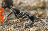 Im Königreich der Ameisen – Ein Ameisenreich entsteht (1/2) | Doku | ARTE