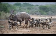 National Geographic Documentary African Wild Dog Wildlife Animal