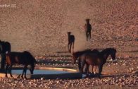 NATUR-DOKU: Afrikas  Wilder Westen  –  Die Namib