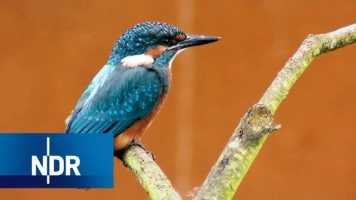 Seltenes Leben an der Seeve: Heimat für Eisvogel und Co. | NaturNah | NDR Doku
