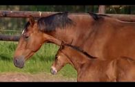 Das Gestüt – Folge 5:  Eine schwere Geburt (Dokumentation, Tierdokus, Pferde, kostenlos anschauen)