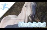 Pferde Doku! (deutsch, Pferdefilm, Tierfilm, in voller länge, Doku, kostenlos, Tierdoku, Lehrfilm)