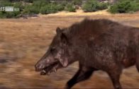 Prähistorische Jäger – Das Killerschwein