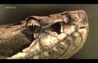 Schlangen geheimnissvoll und gefährlich  Doku HD